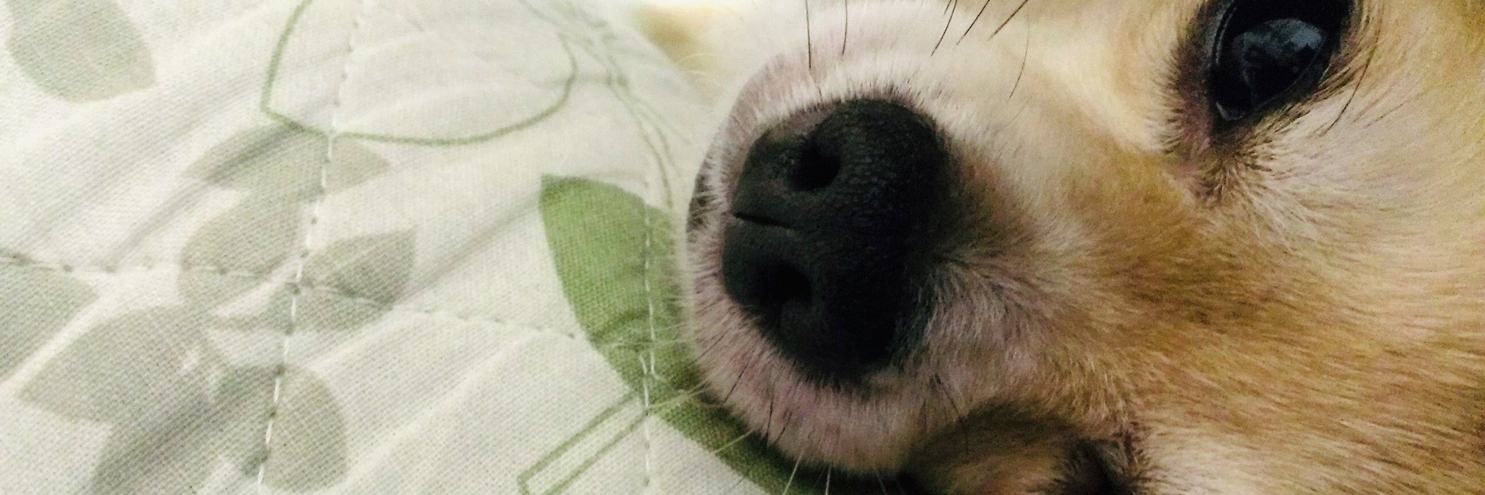 もじゅこ