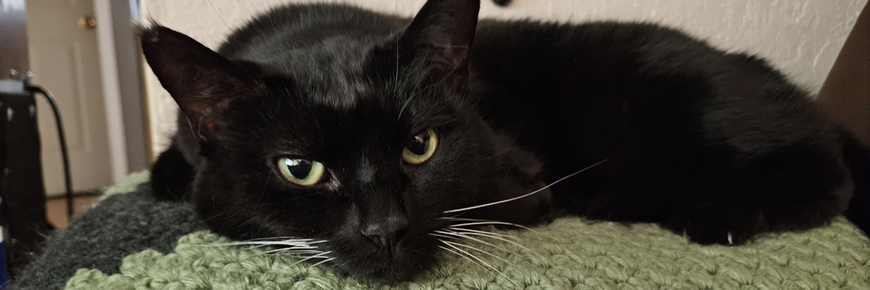 Frank 🐈‍⬛