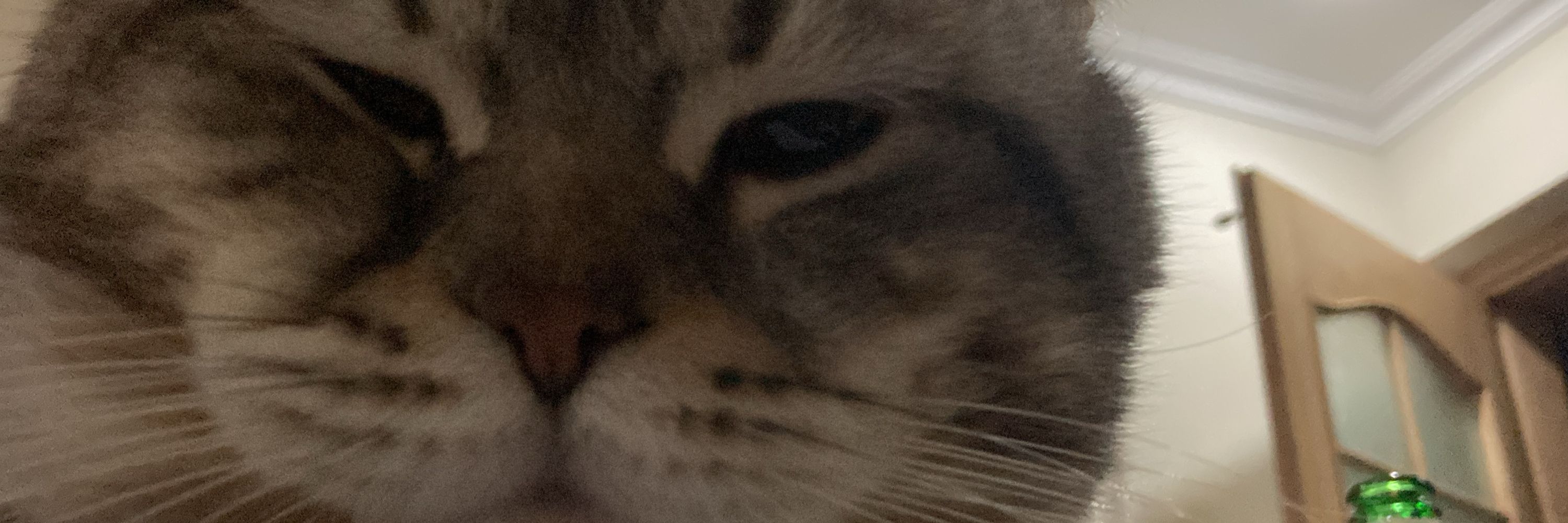 eulphie 🏳️‍🌈