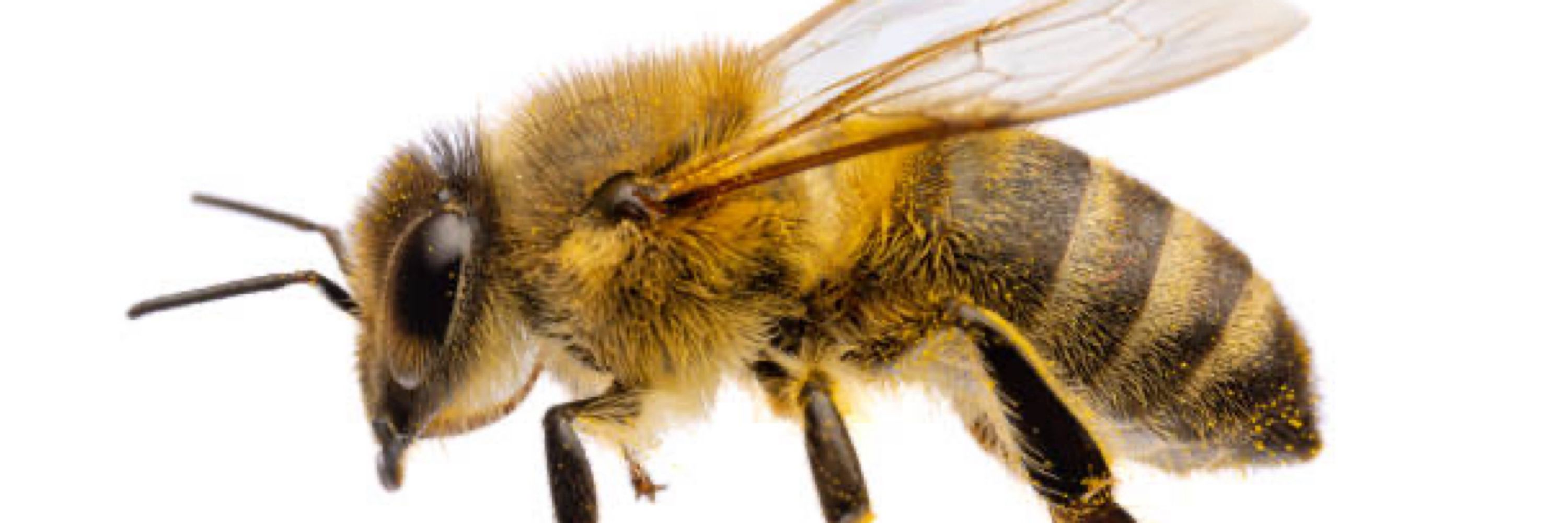 Bee #6378