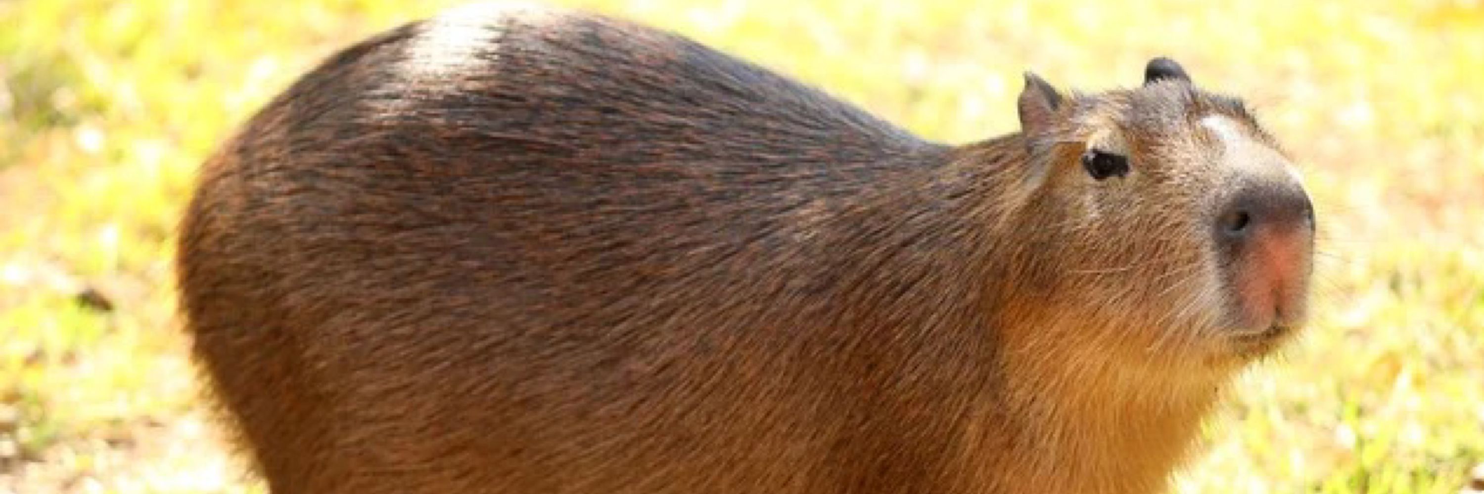 Digital Capybara
