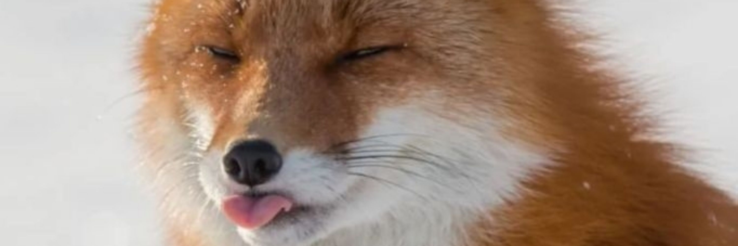 celestialVulpine