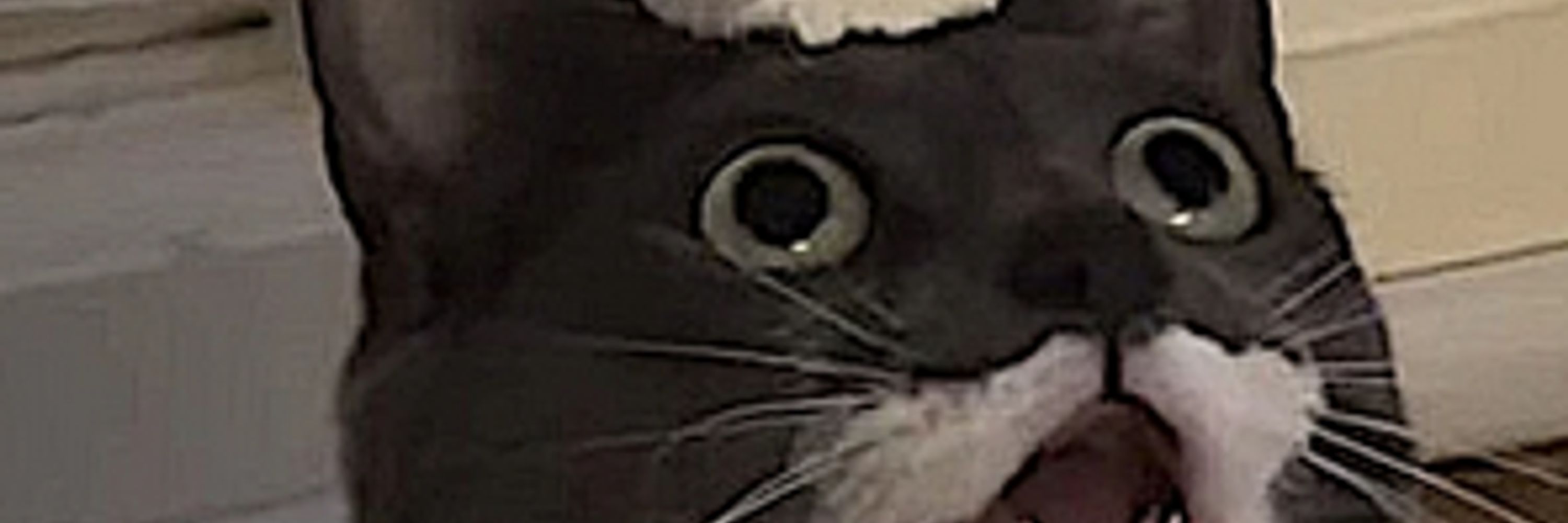 ash_is_expired