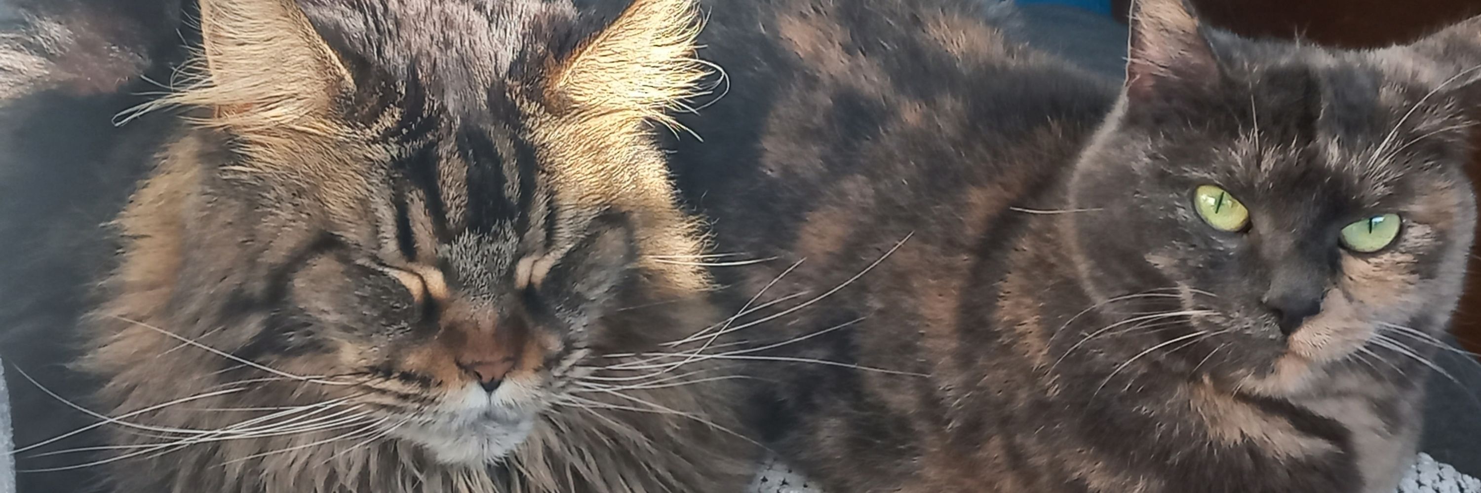Kattenkopje