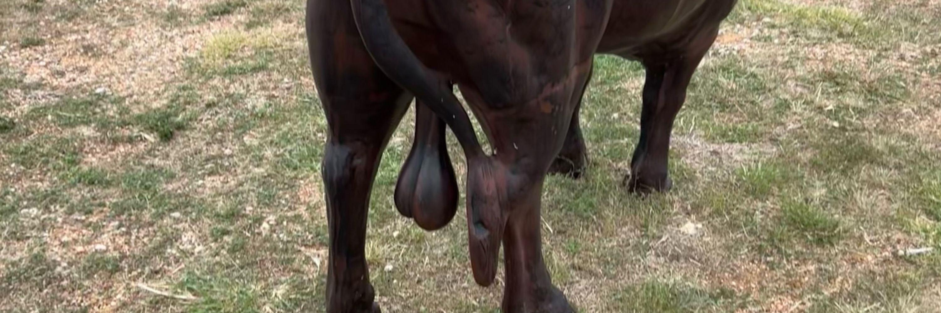 GayStagBull