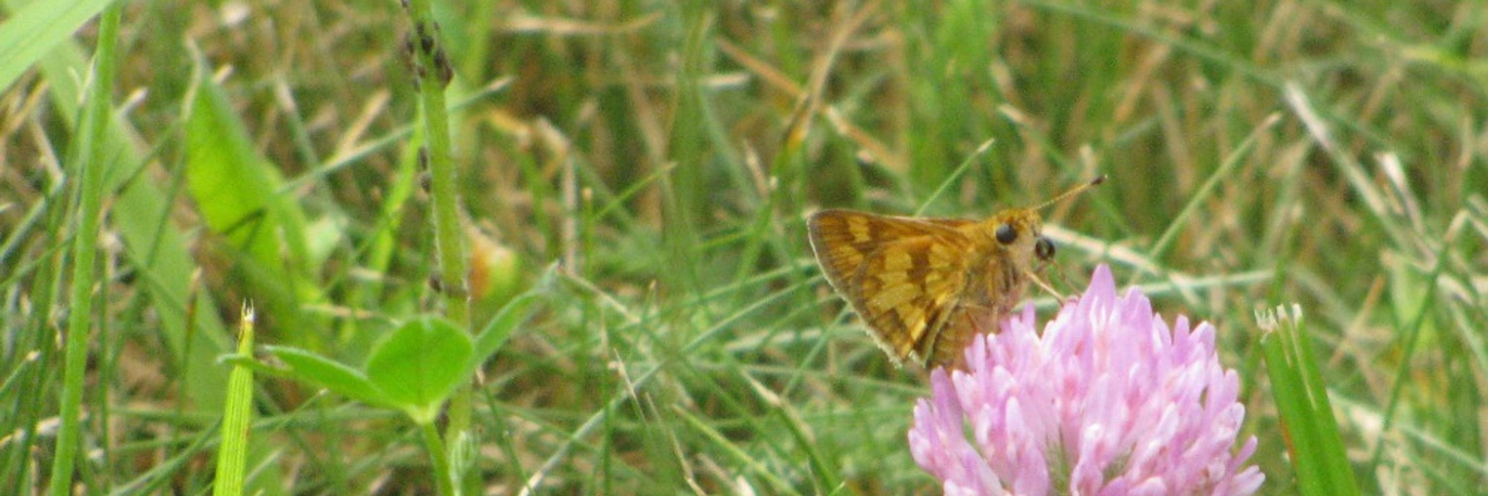 EcologyElise