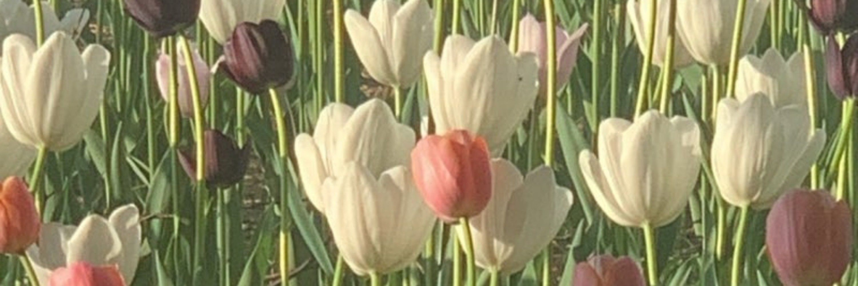 콩떡이