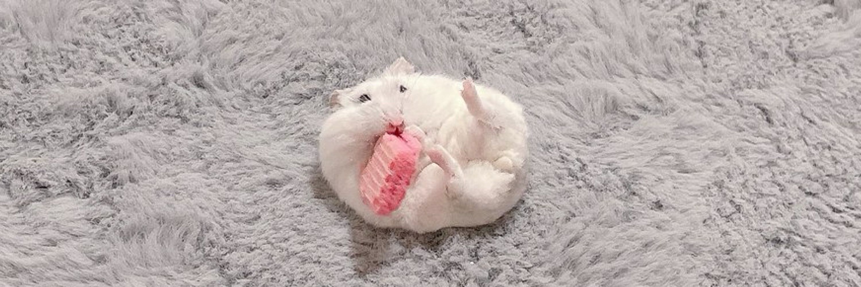 ろめお