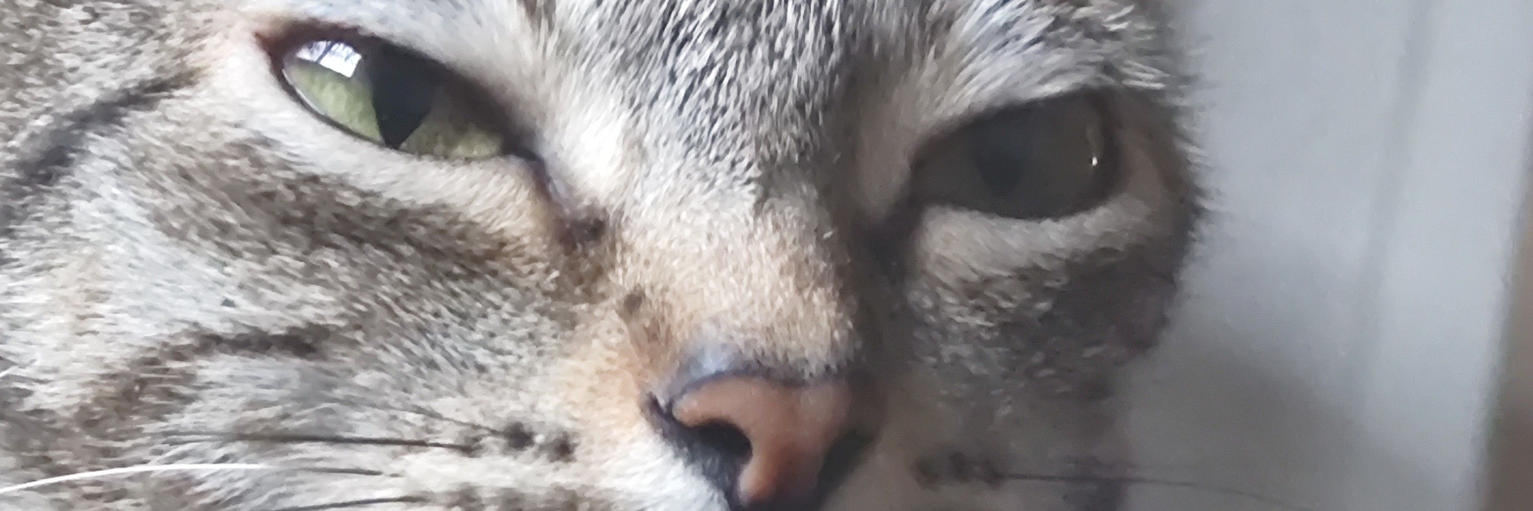 Maxy