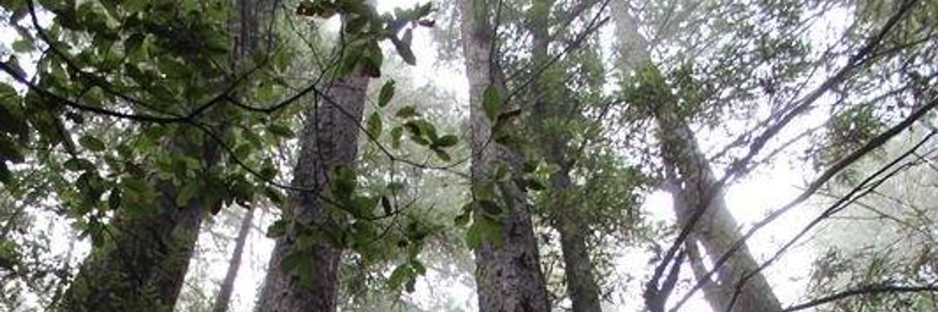 SierraSuze