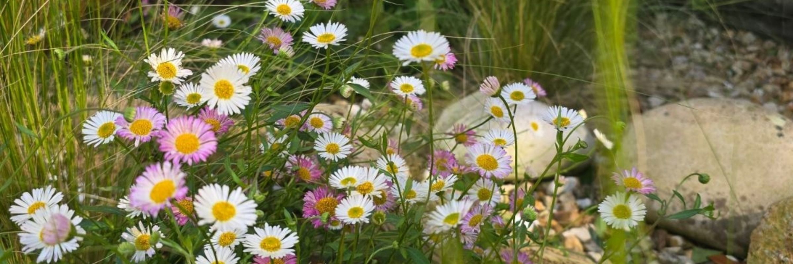 Gardens East Design