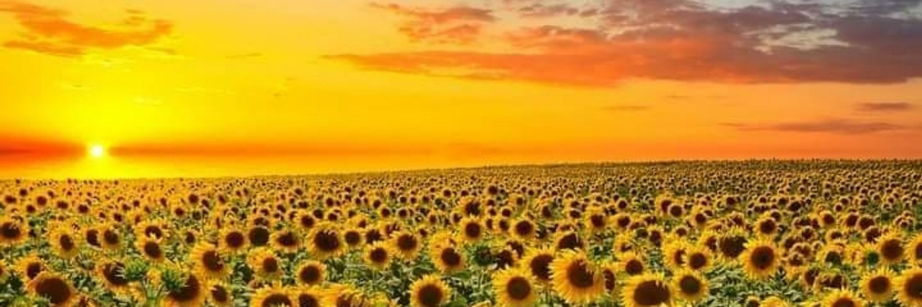 🌻🌻Dee 🌻🌻