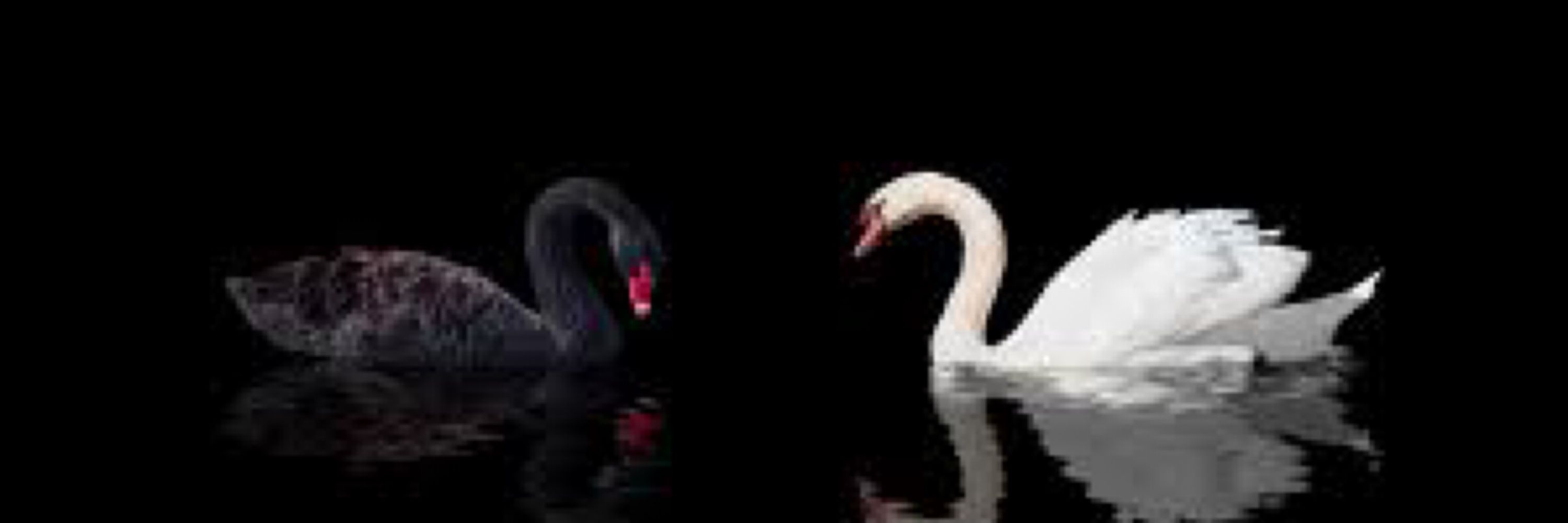 Swan