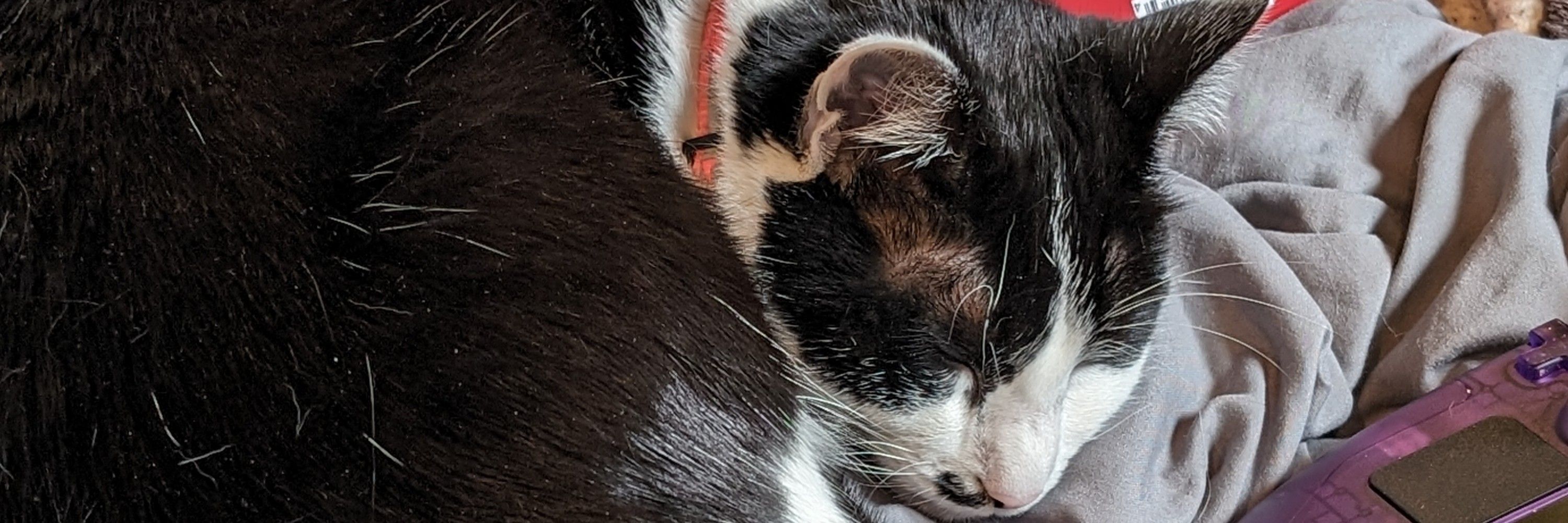 NekoShogun
