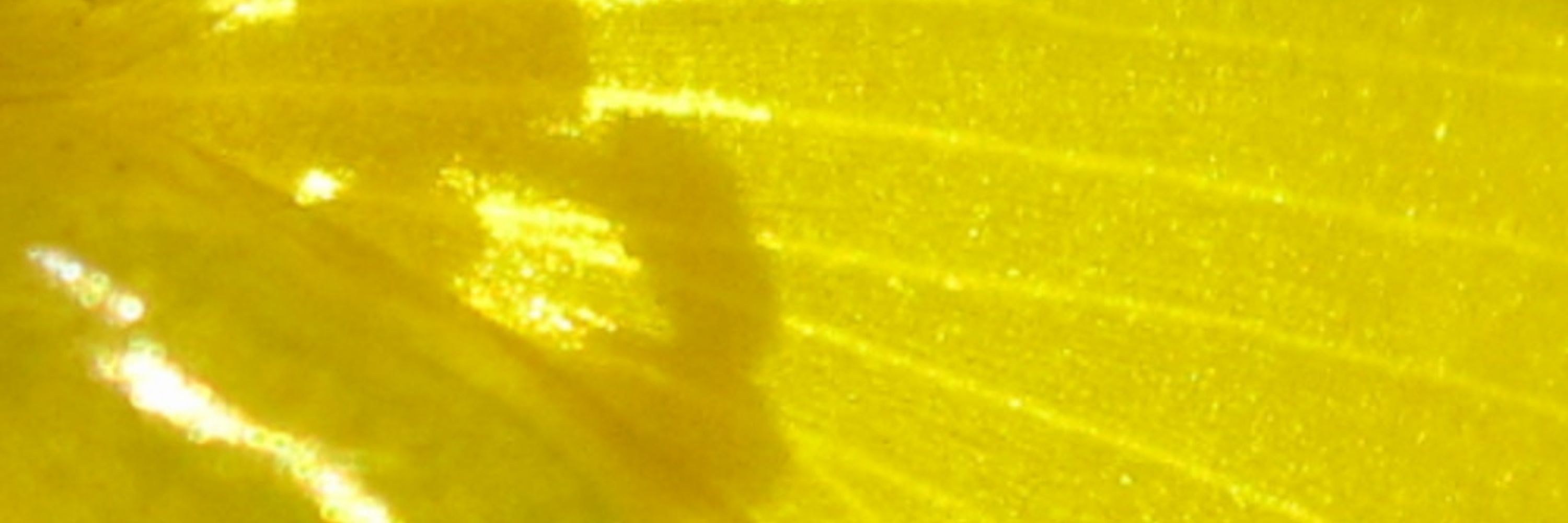 Gracillus