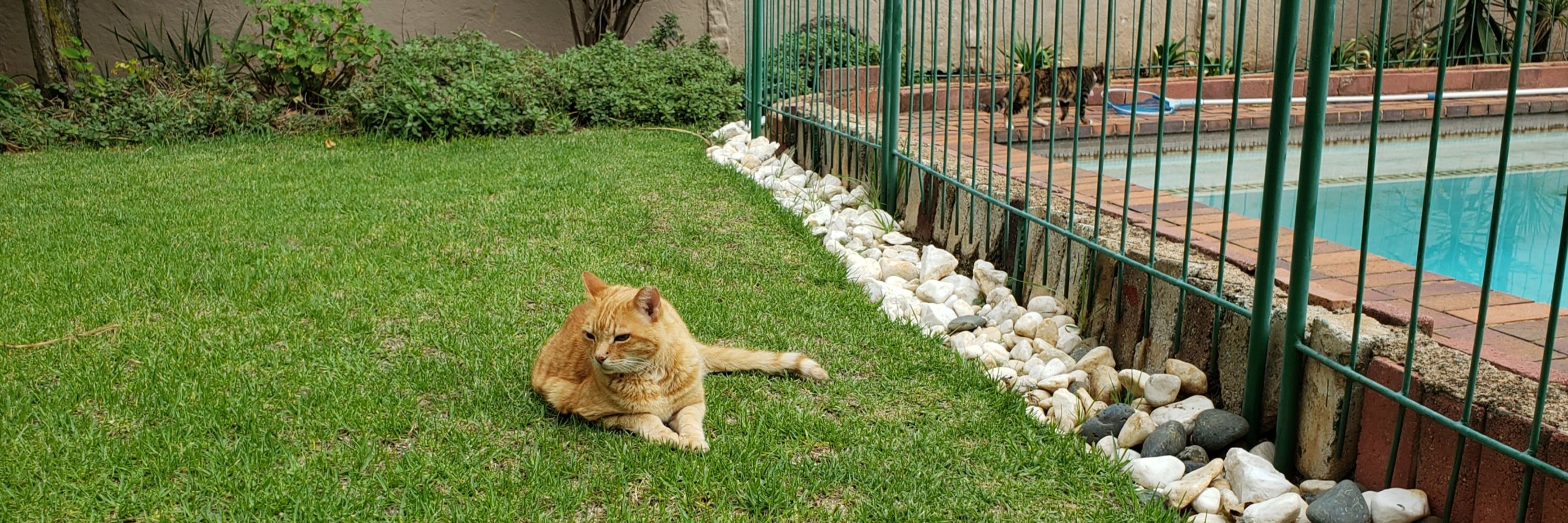 🧡Biskitty Boy 🇨🇦 the good cat‬ 