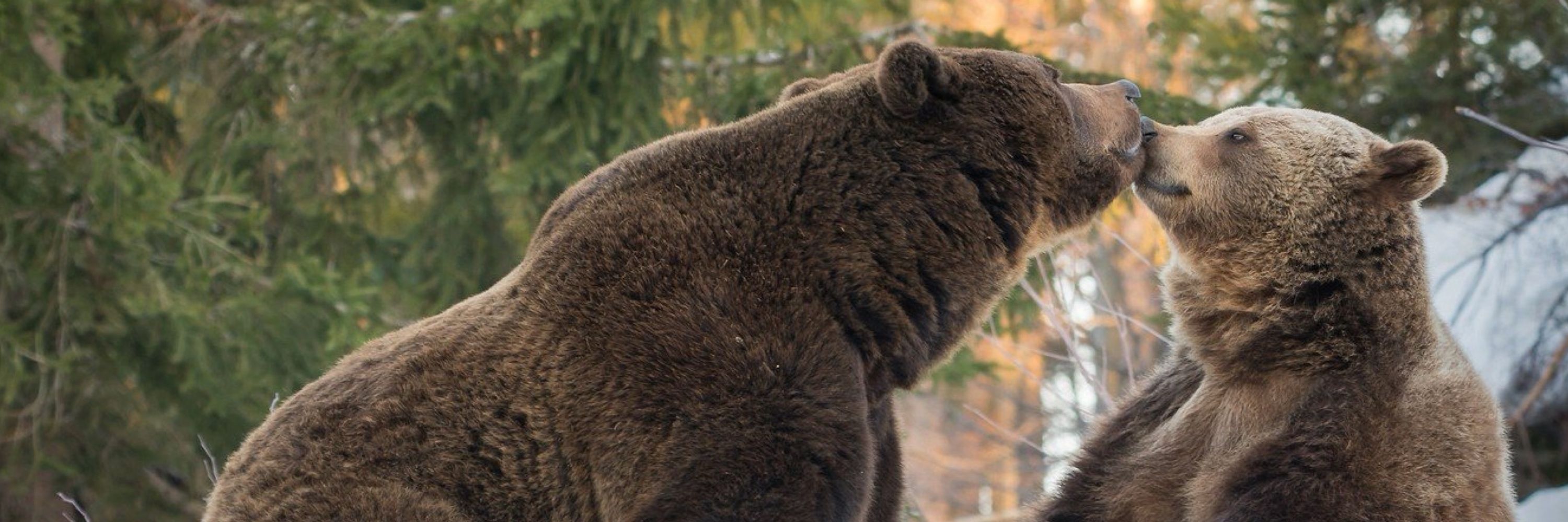 Pear Bear
