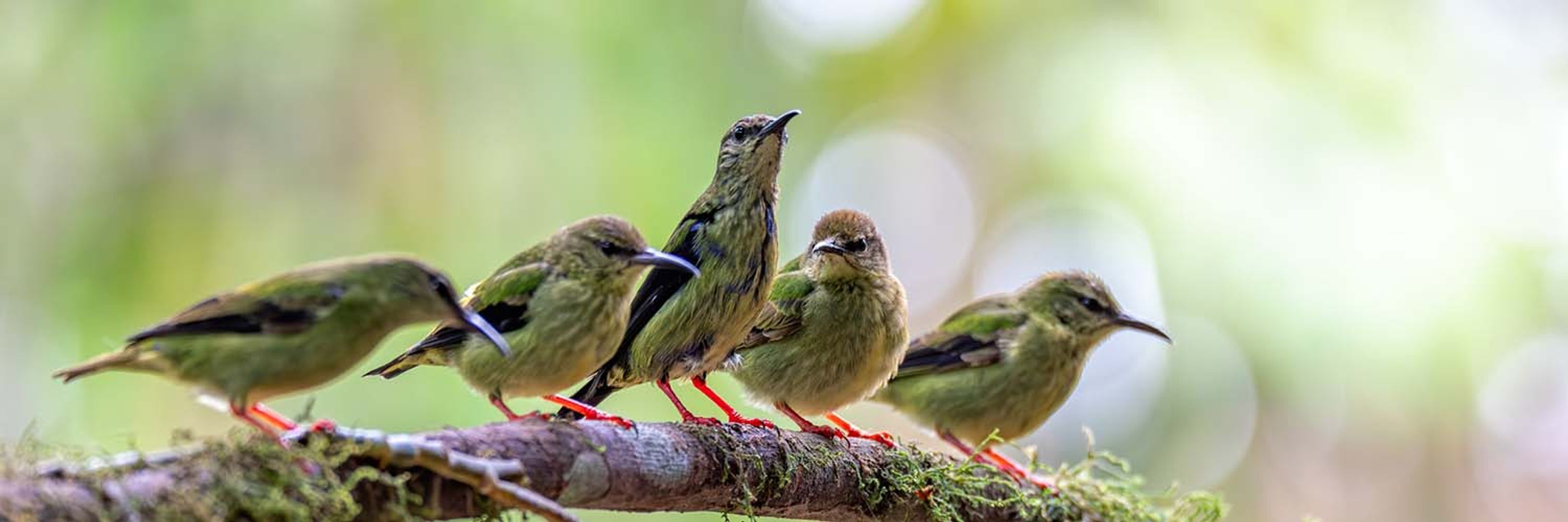 Chirp Up