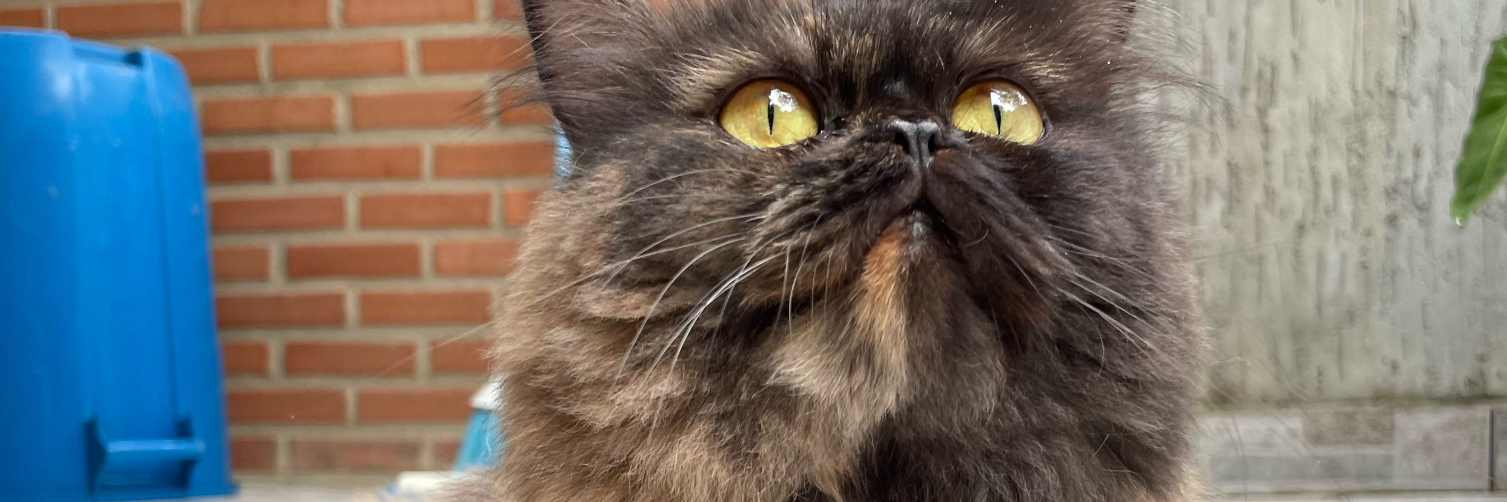 júlia 🐱