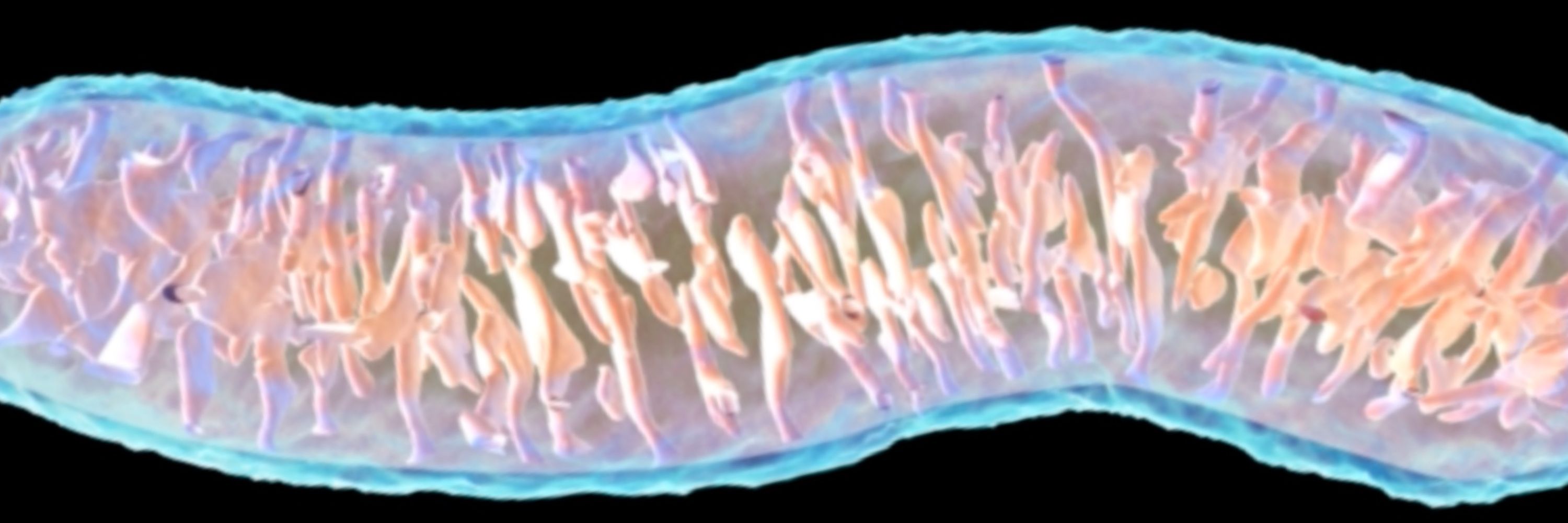 MitoCarriers