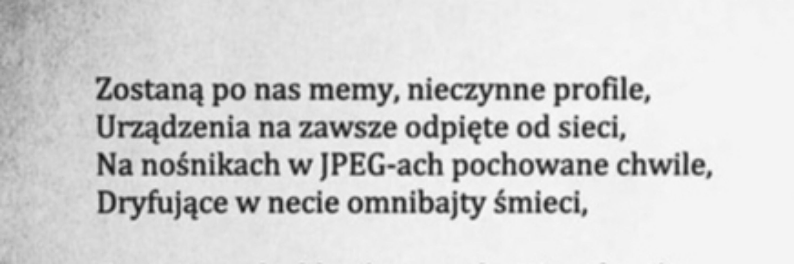 Dzikiekoty