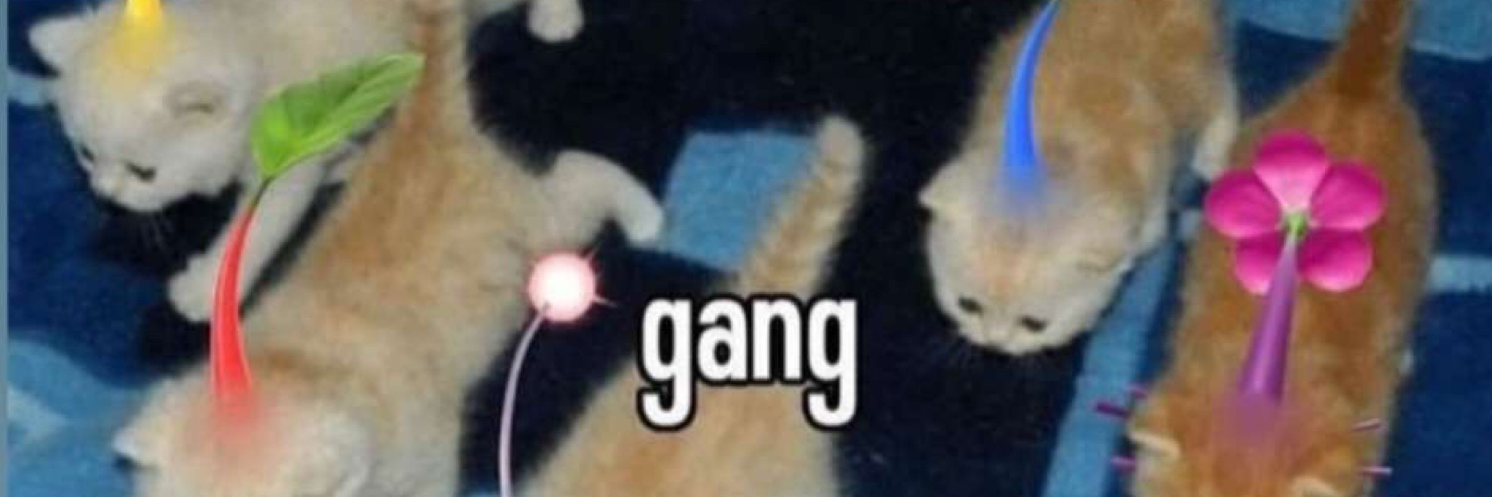 chambrosegaylove