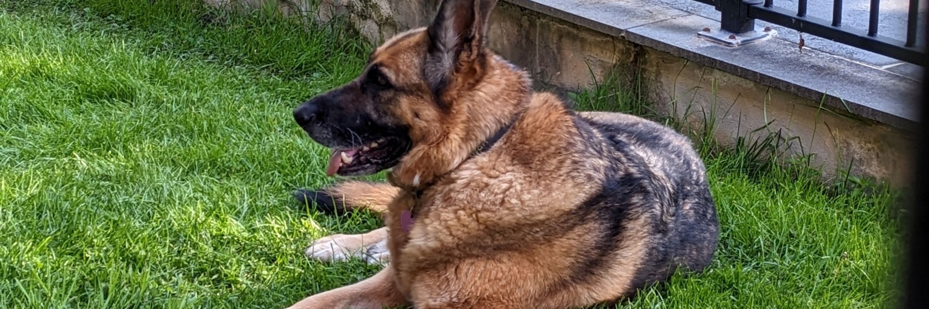 Lilo the German Shepherd