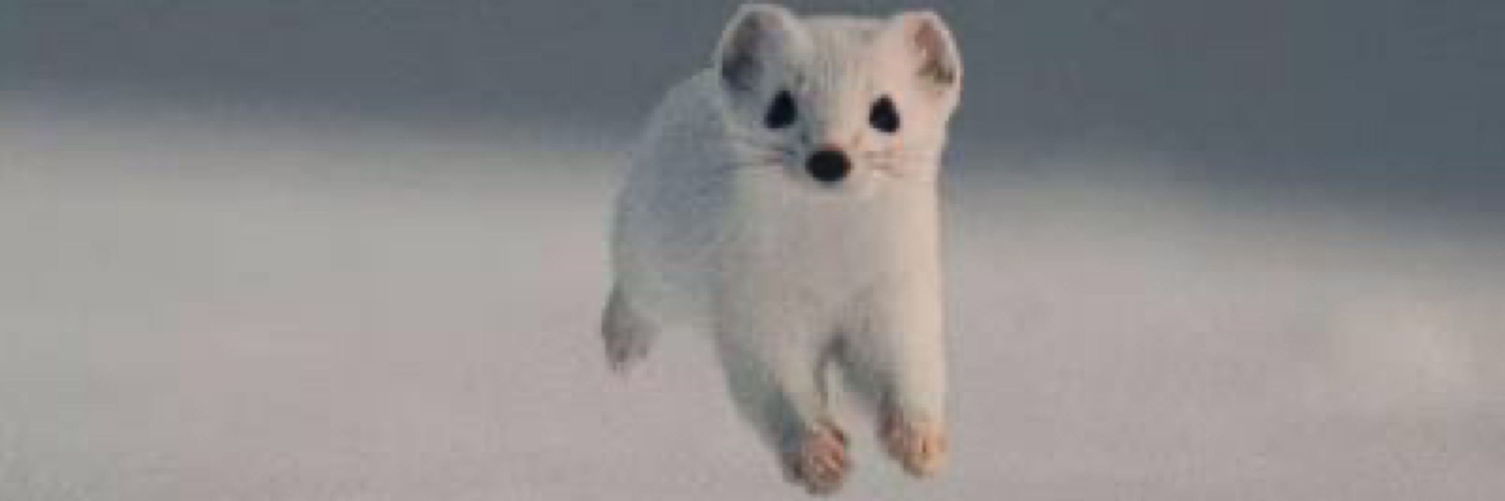 IS
