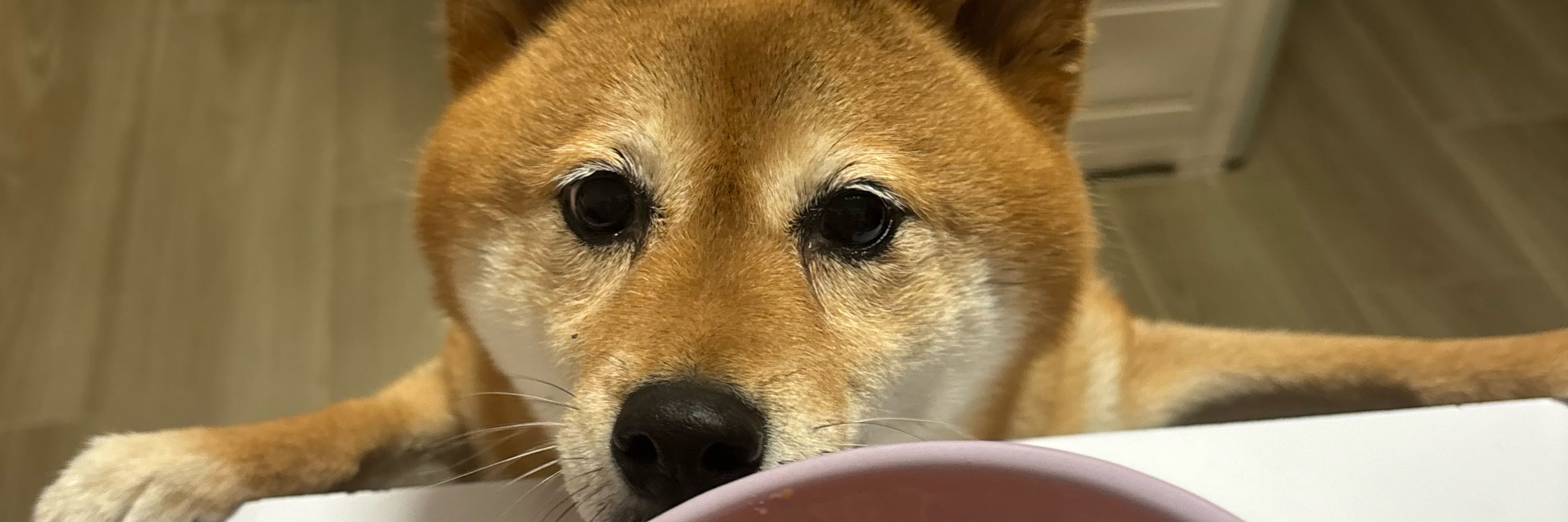 サギ