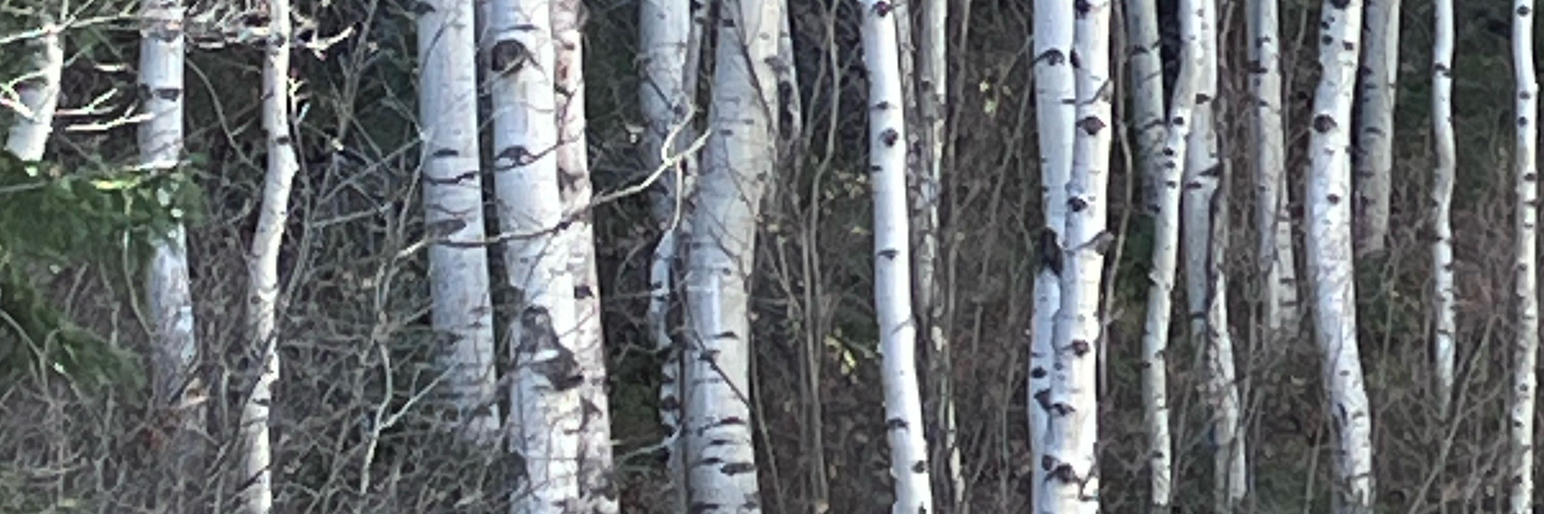Forest Cat