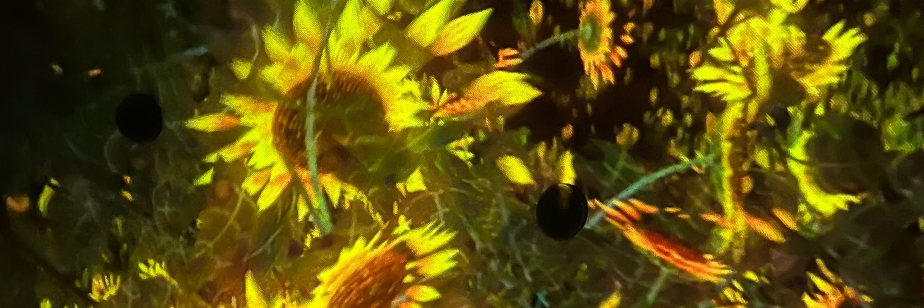ツ