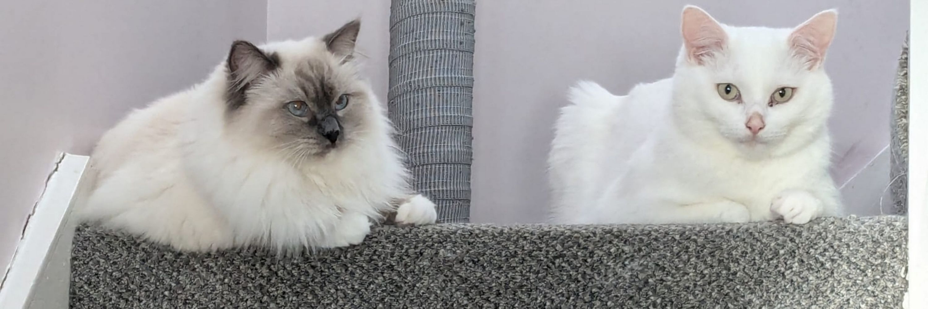 Larry with Iggy and Ella