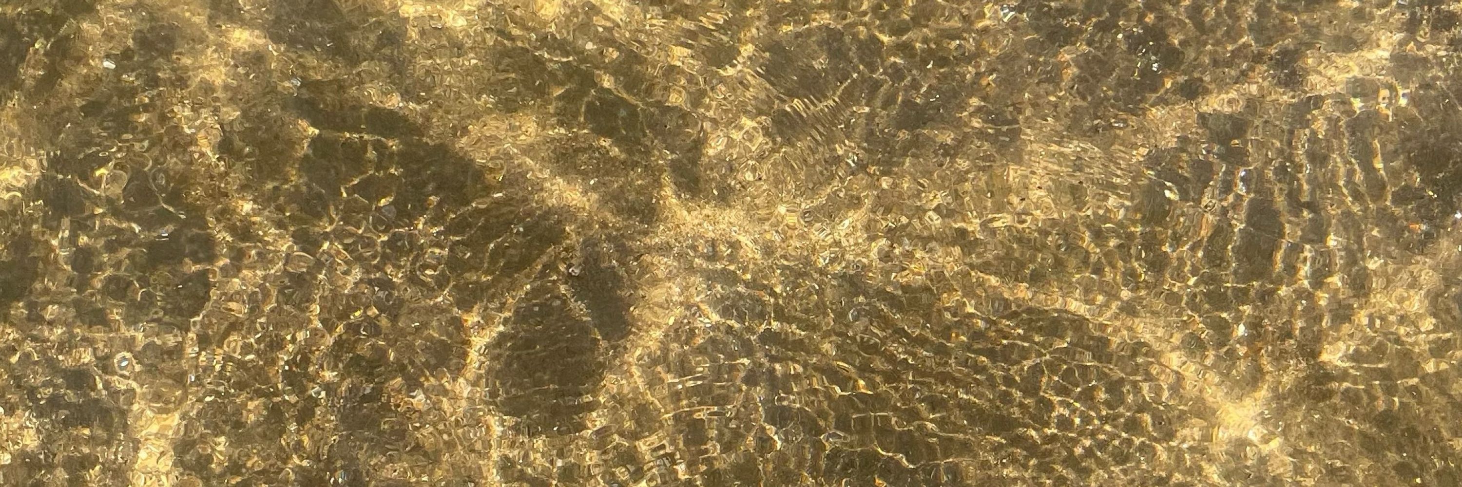 ✨