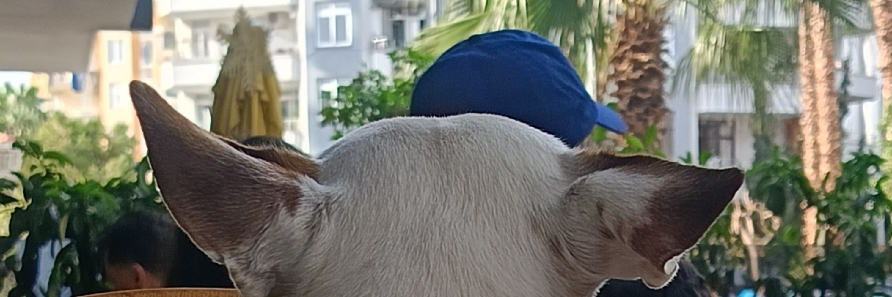 FosforluCevriye