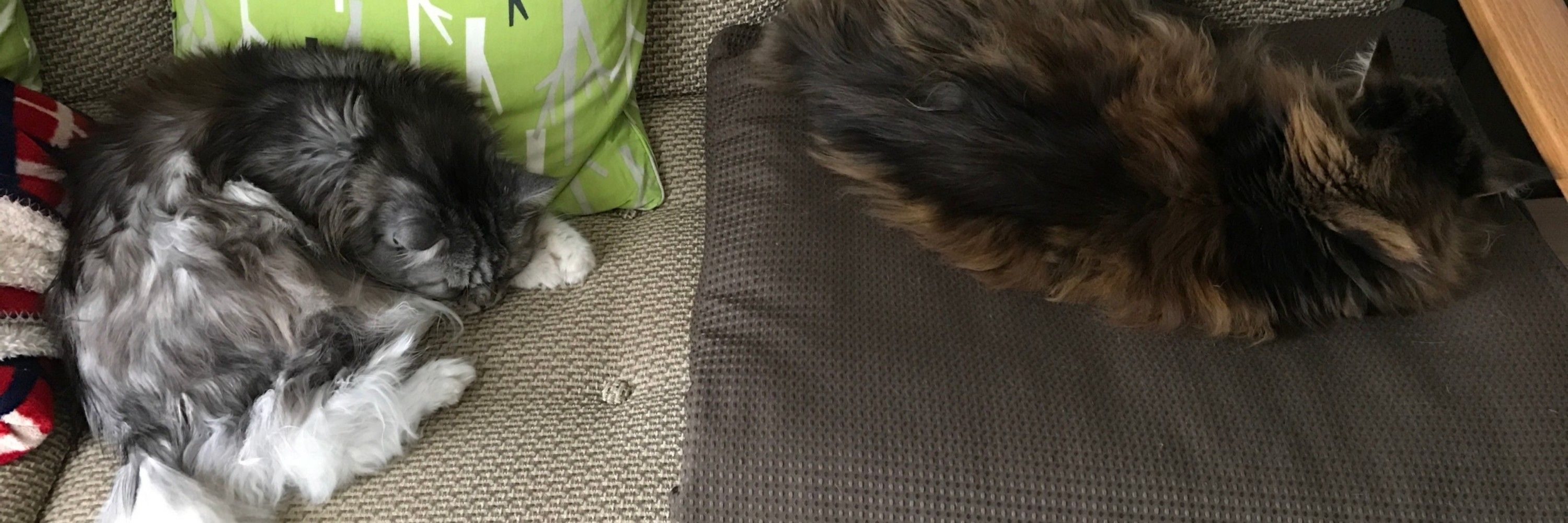 にゃー