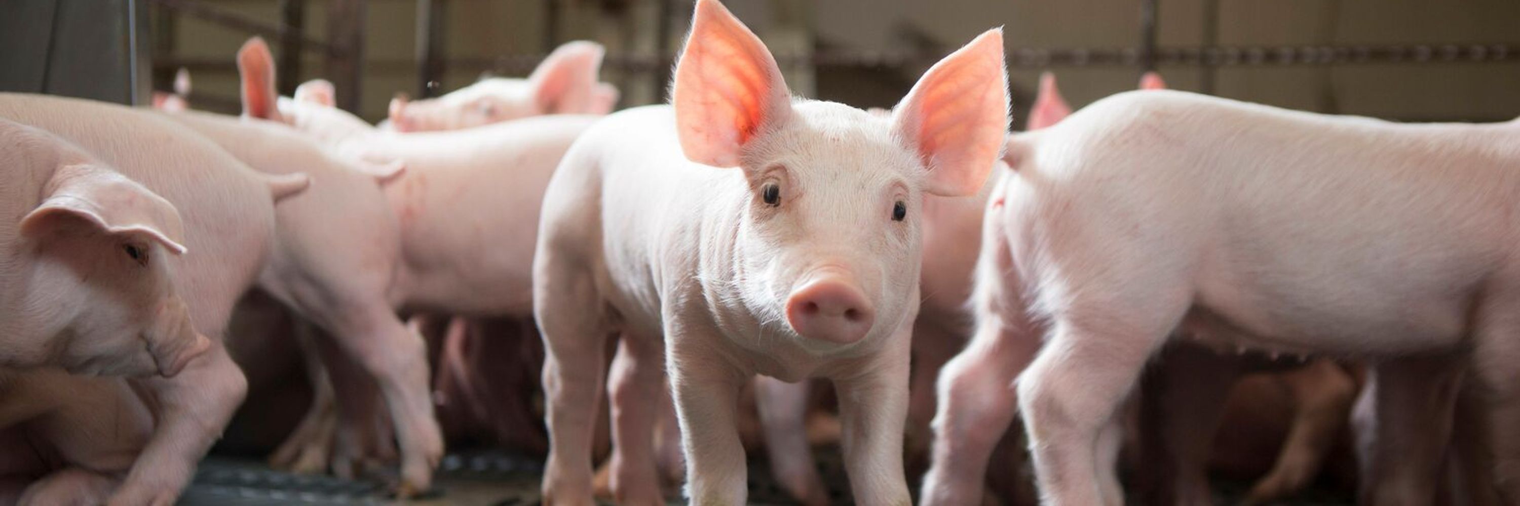 NE Pork Producers