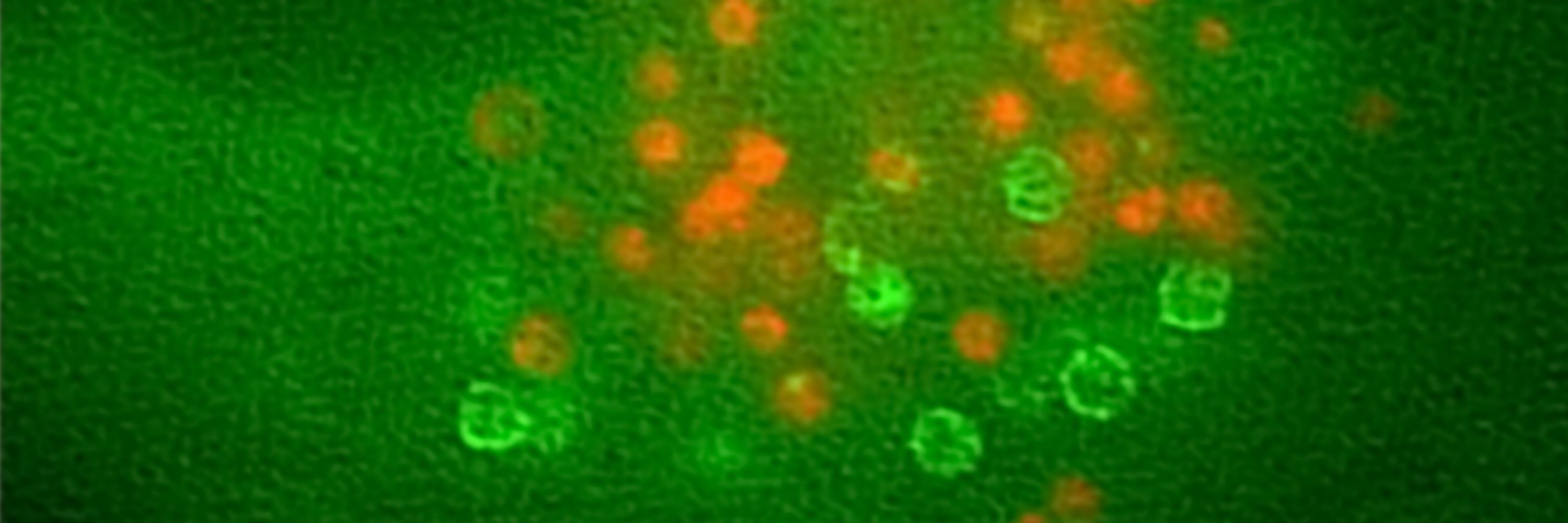 Hemmo Meyer Lab