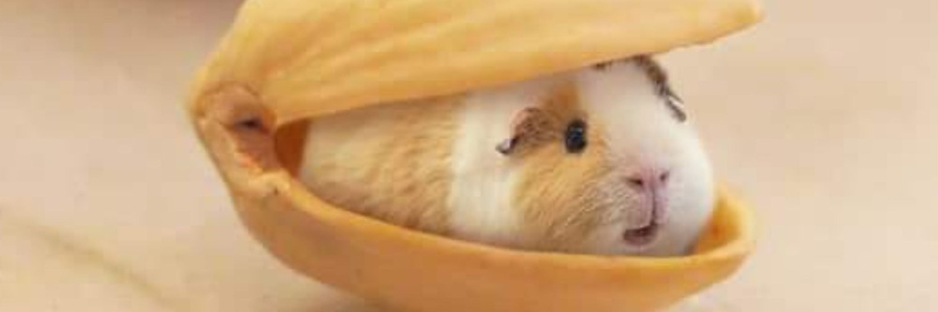 CapyCec