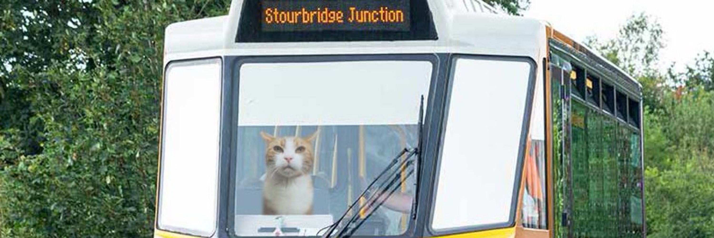 George The Station Cat