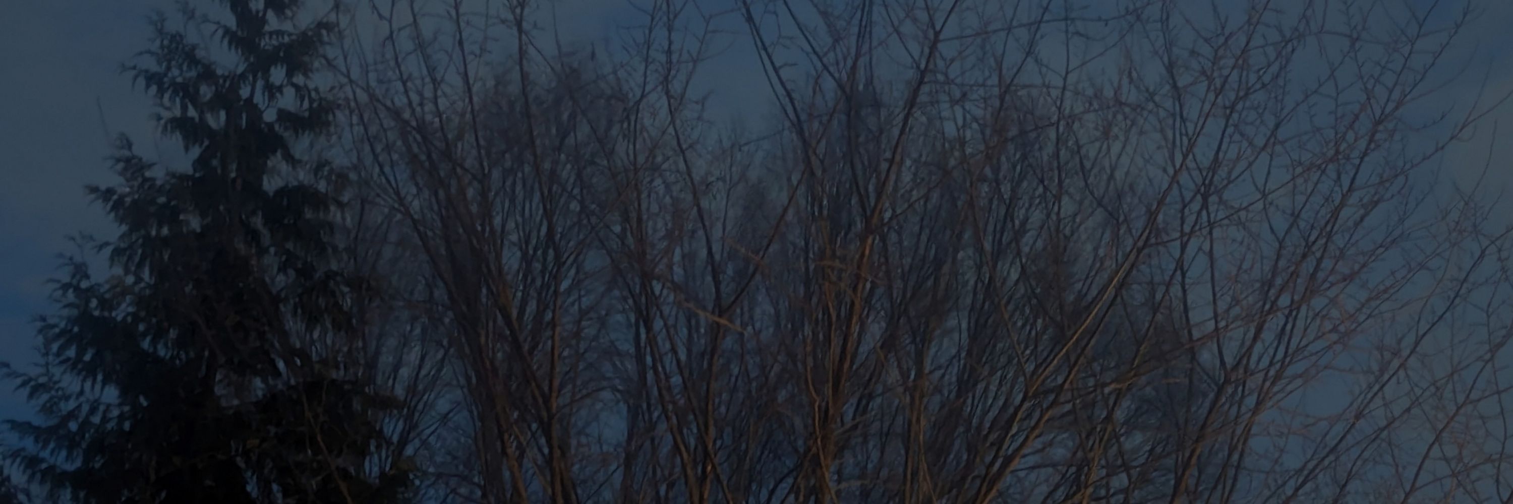 Trees and Sky
