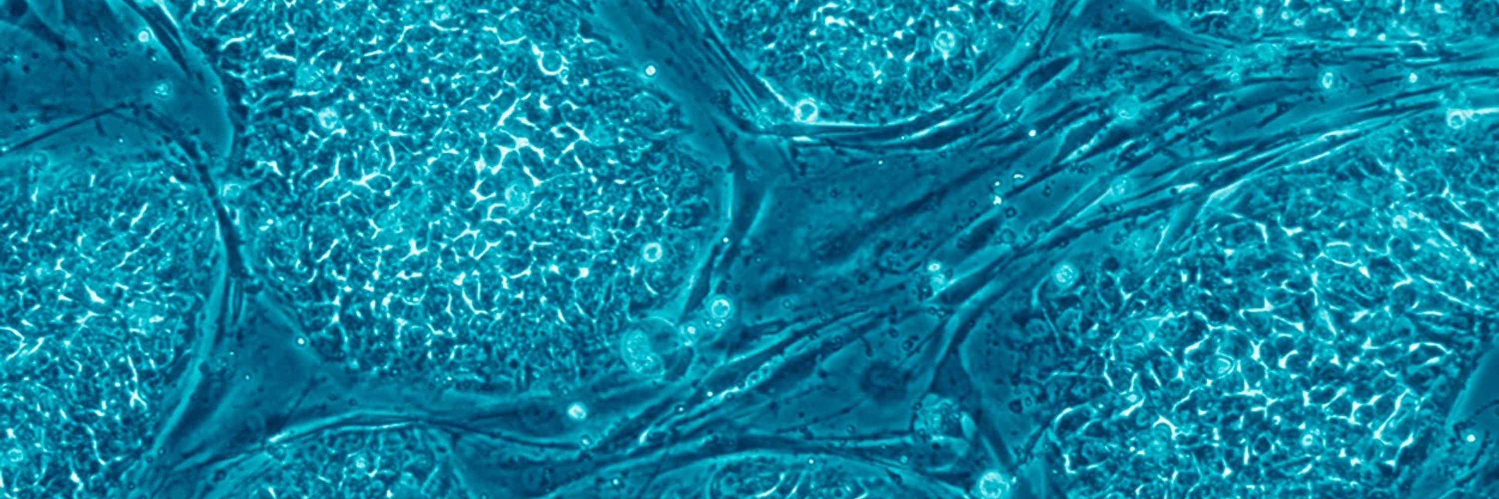 National Stem Cell Foundation of Australia
