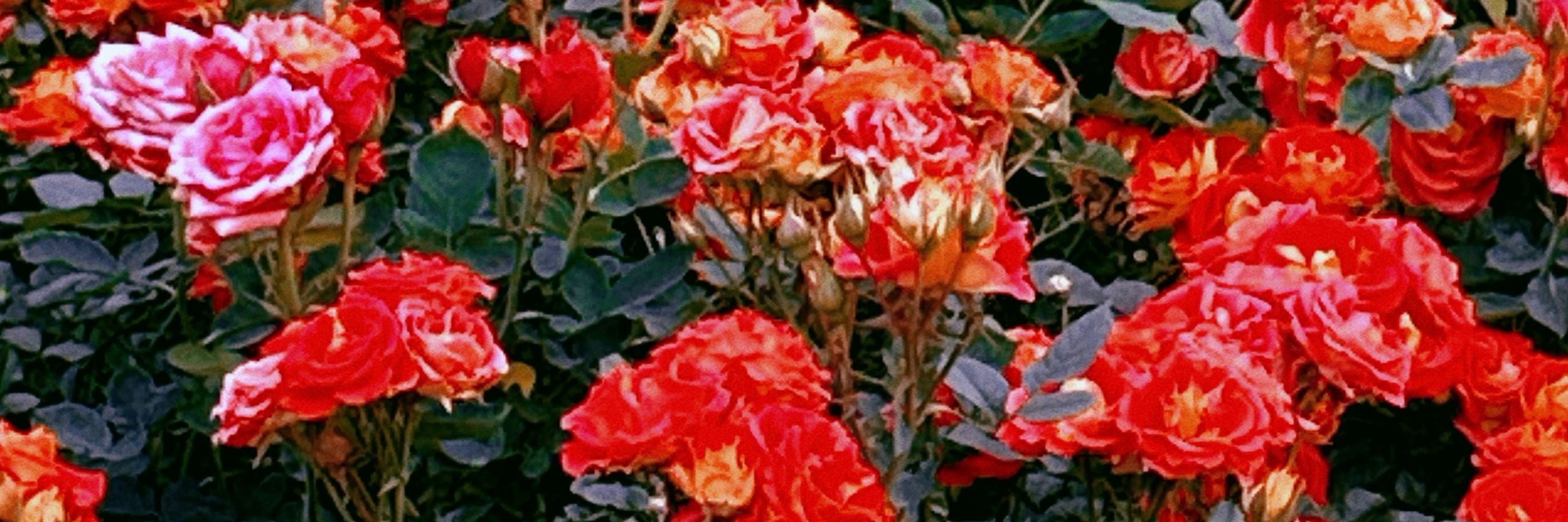 syring_e