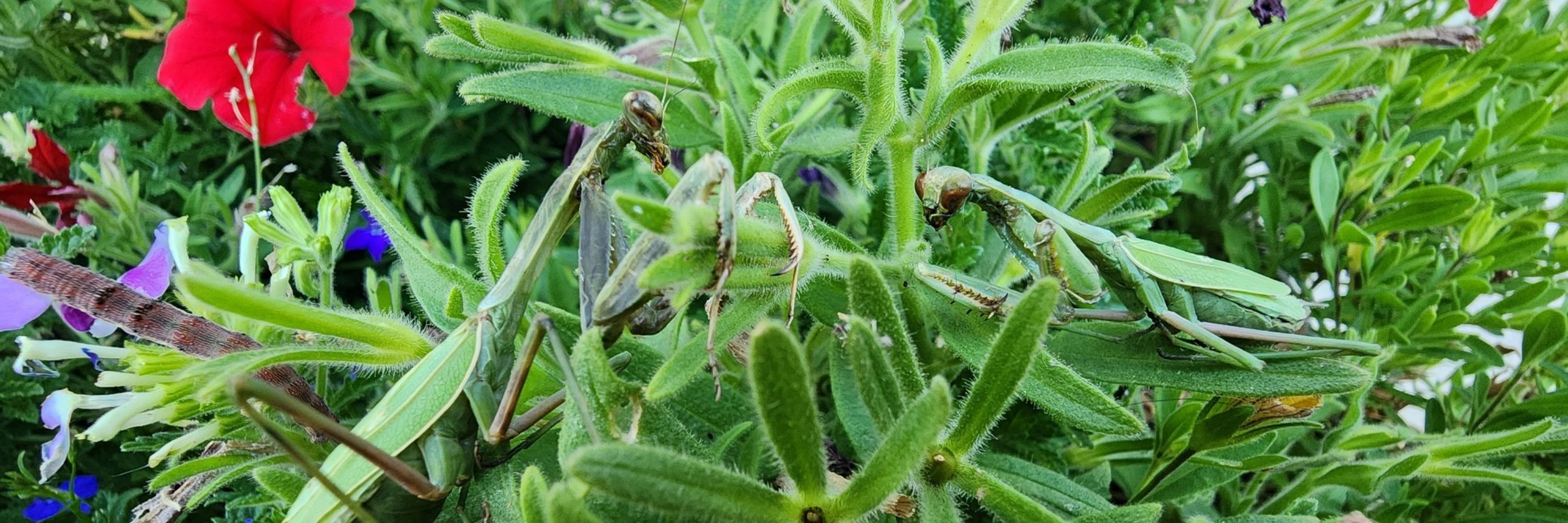 Bug Pix