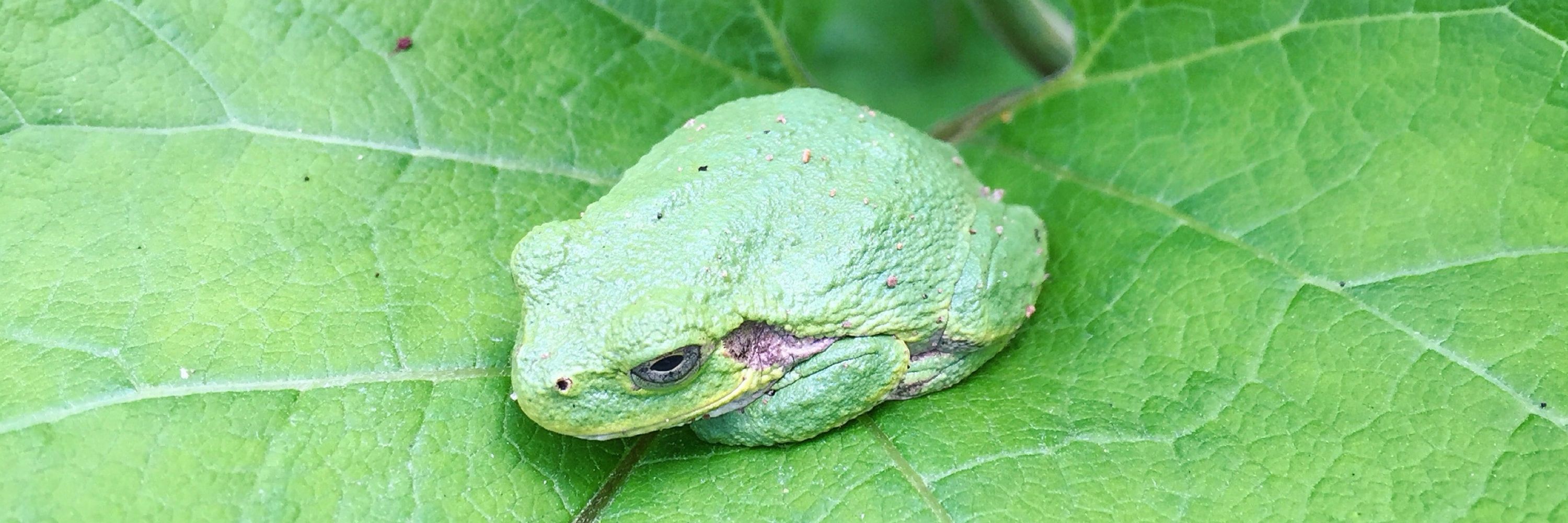 hebdomad