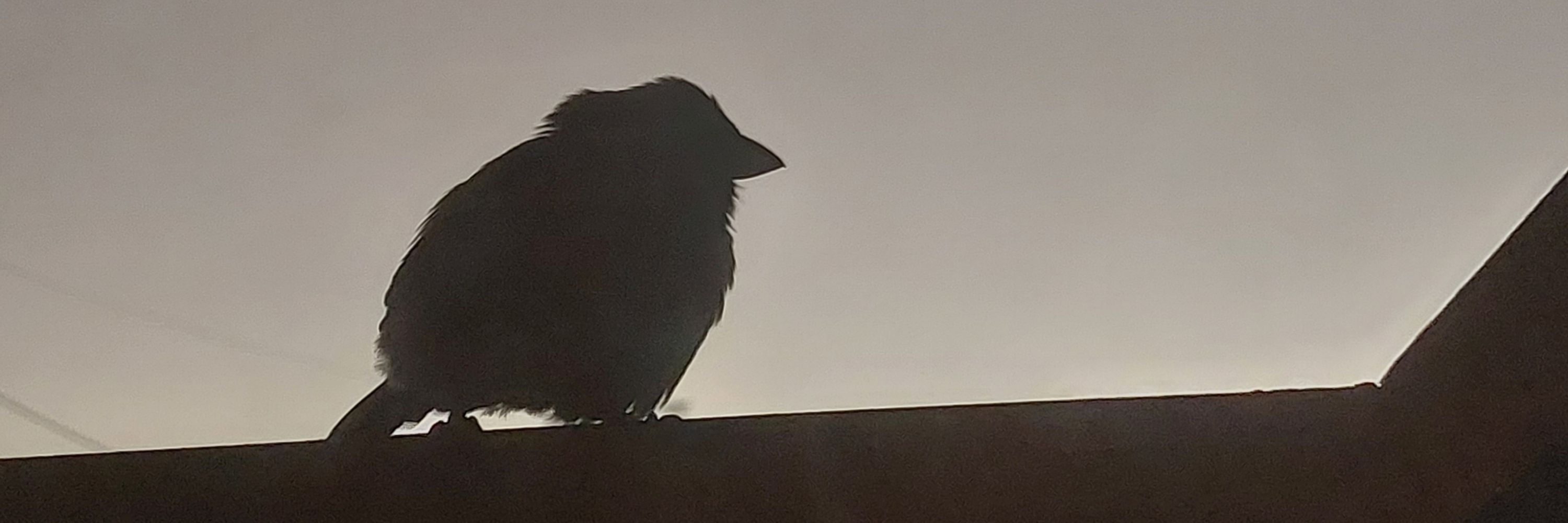 snoople