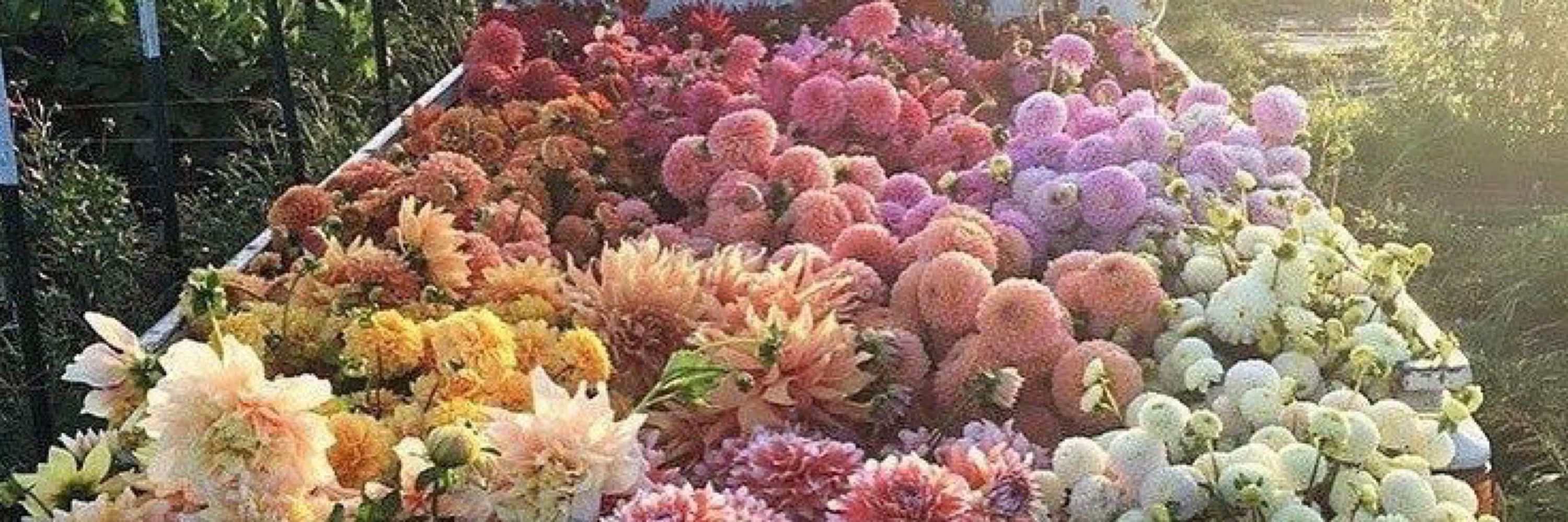 efficacious 🌺