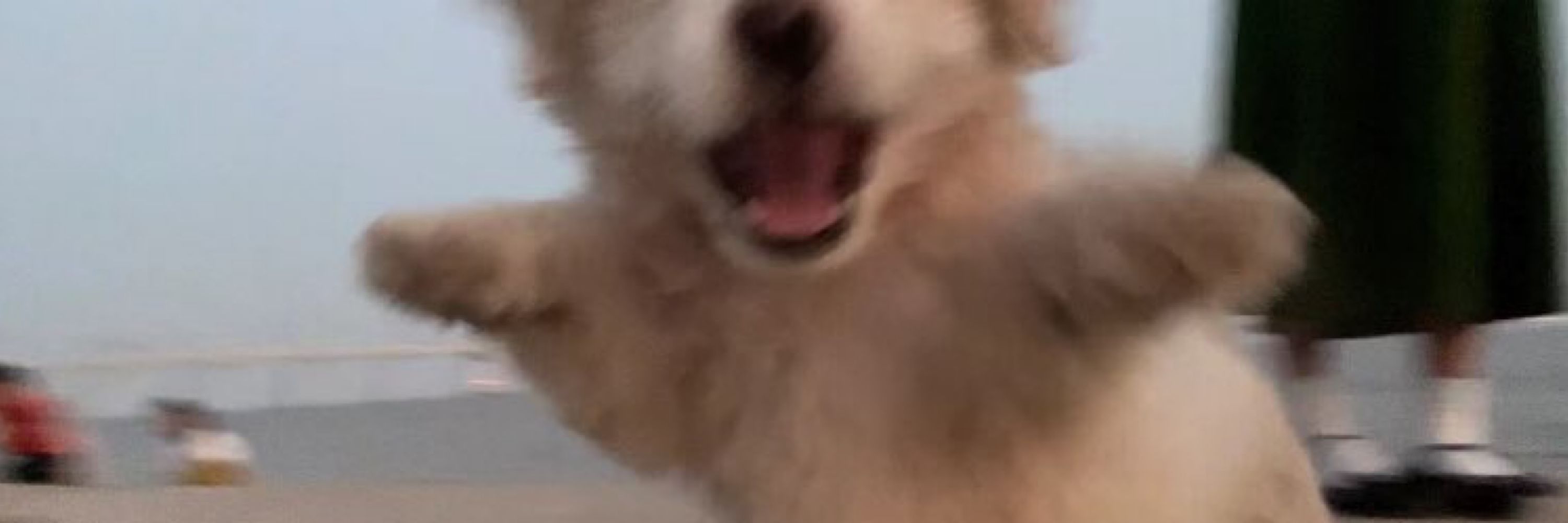 yan