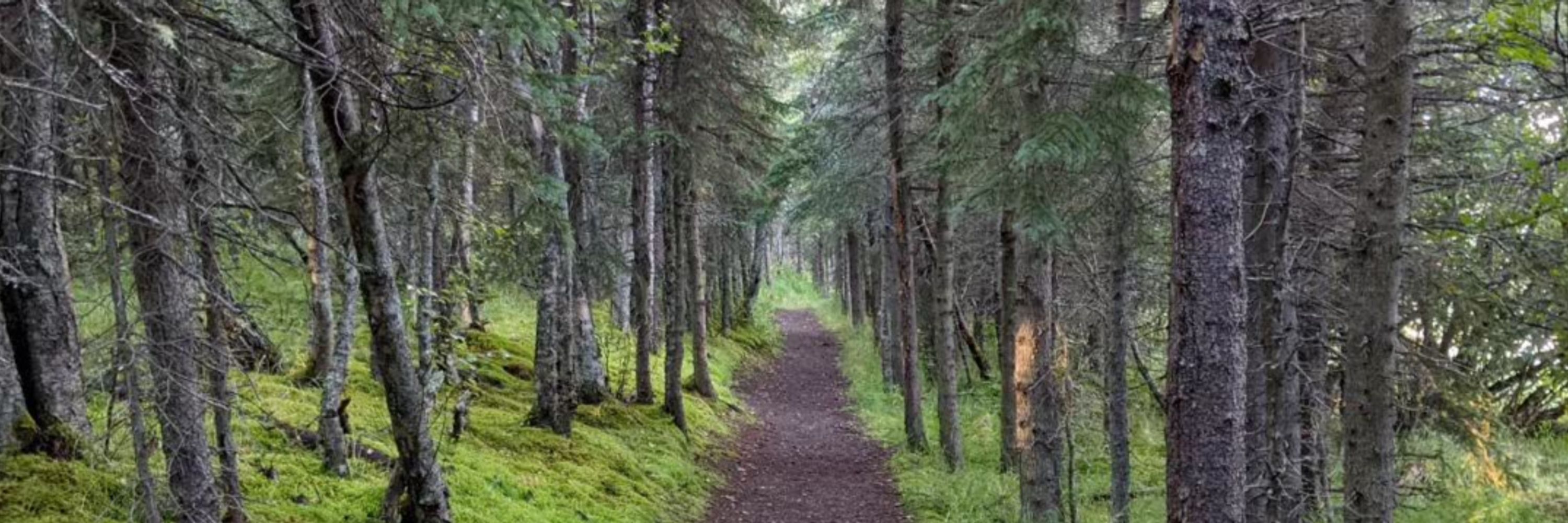 Forest Creature MKE