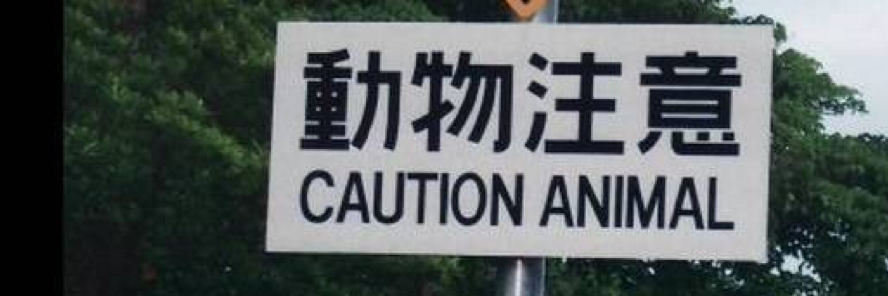 🐾🚸 Critter 🚧🐾