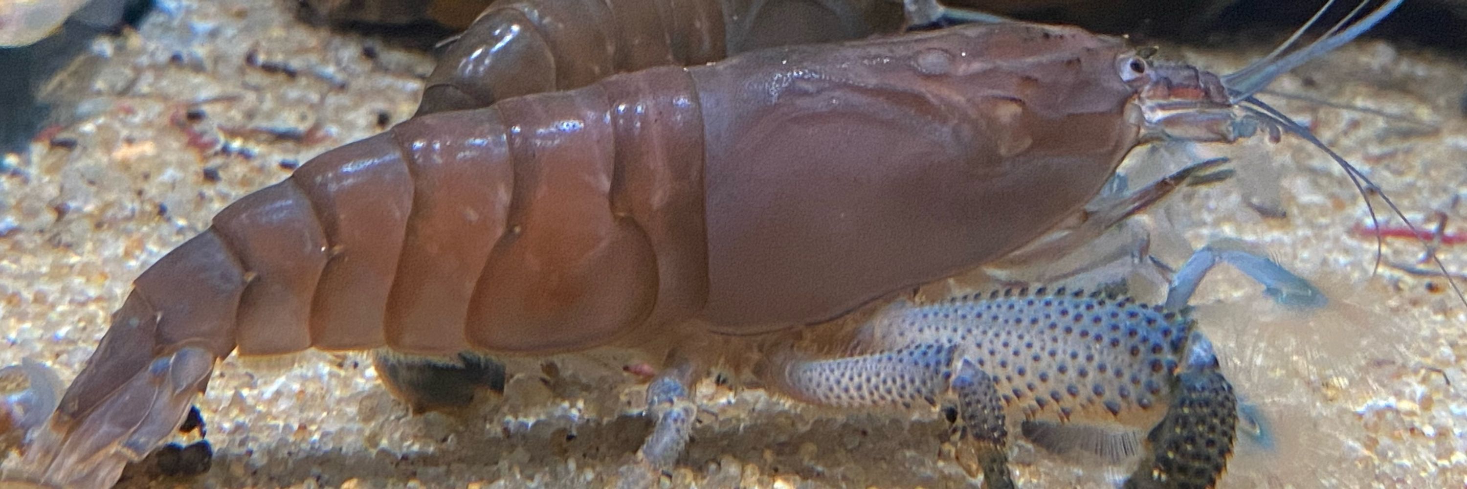 ぎー